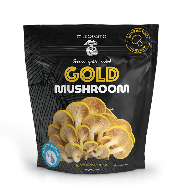 gold-oyster